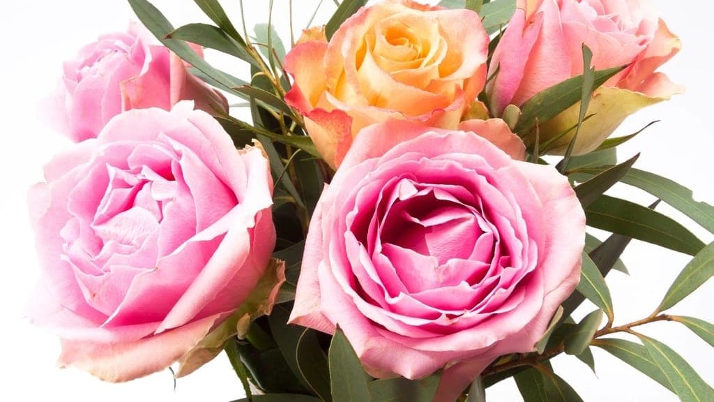 A bouquet of pink and peach garden roses