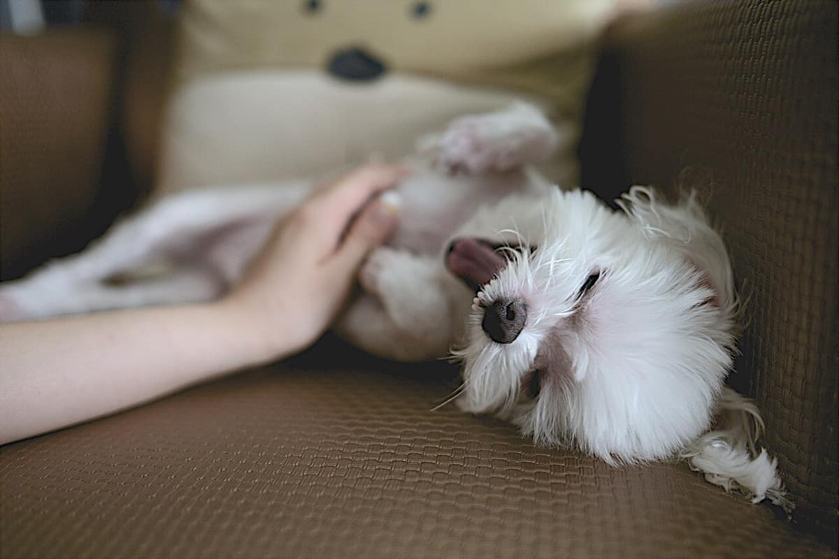 Biscuit moves in